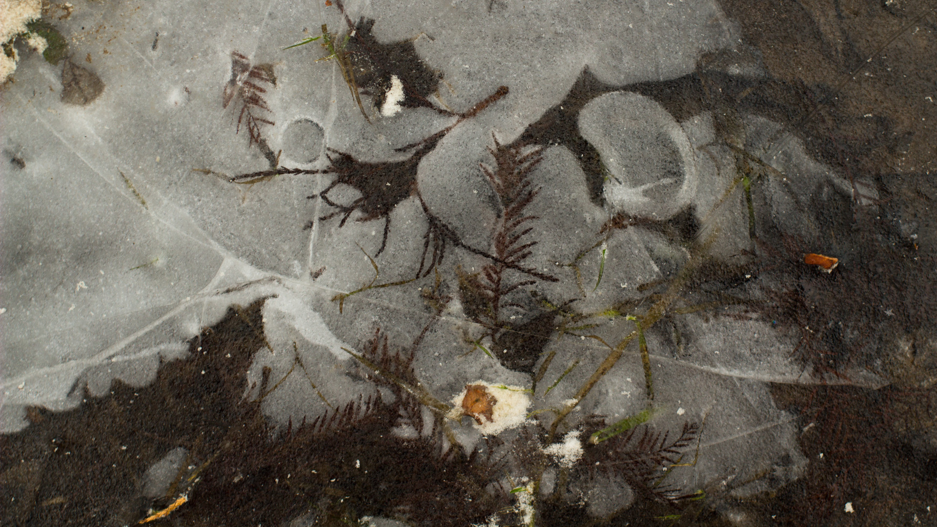 Schnee im Januar