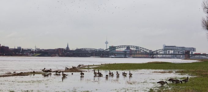 Wildgänse am Rhein