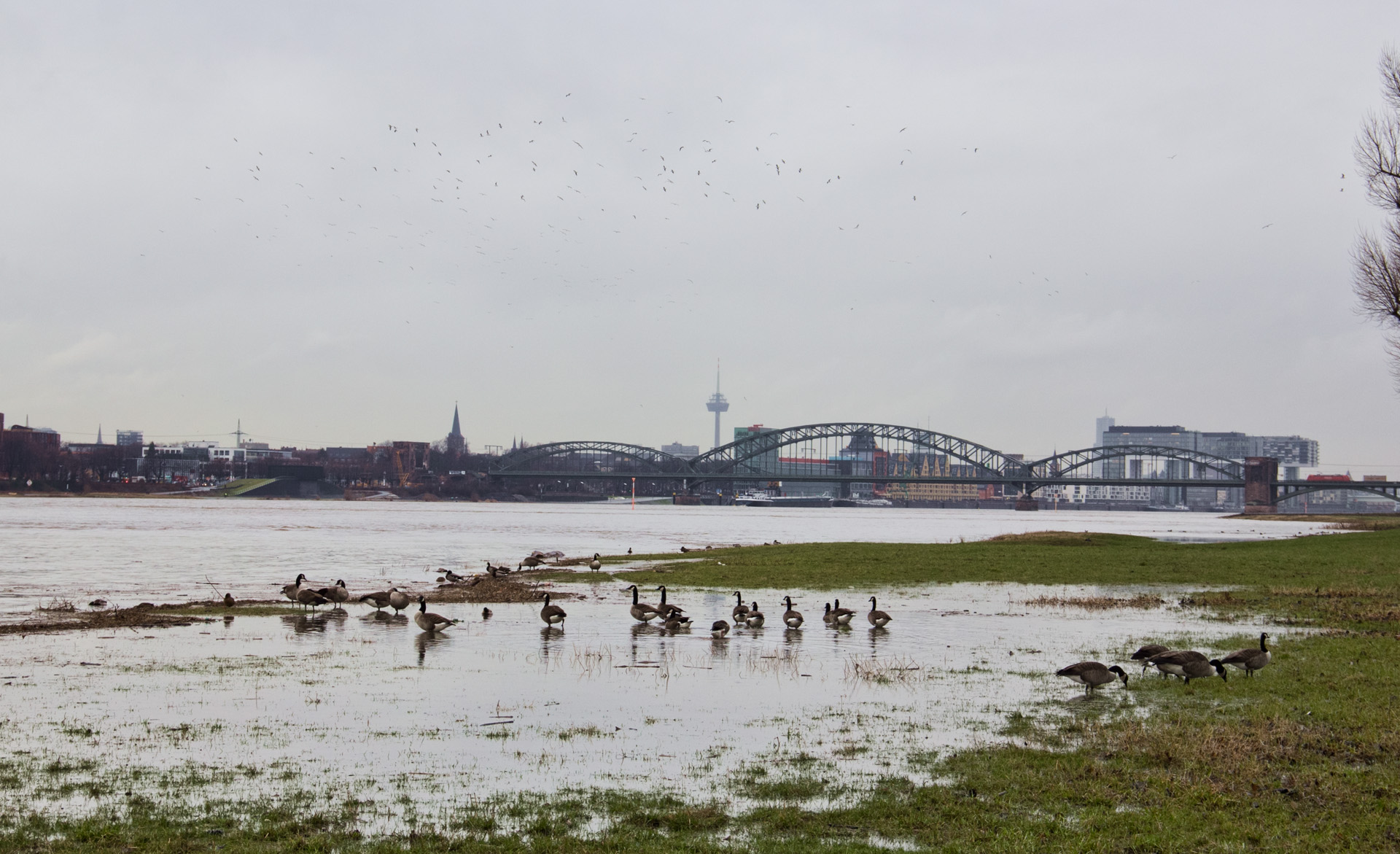 Wildgänse am Rhein